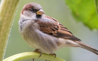 „Odgłosy ptaków” – słuchanie odgłosów ptaków, kształtowanie umiejętności uważnego słuchania, wzbogacanie przeżyć i wyobraźni dzieci.